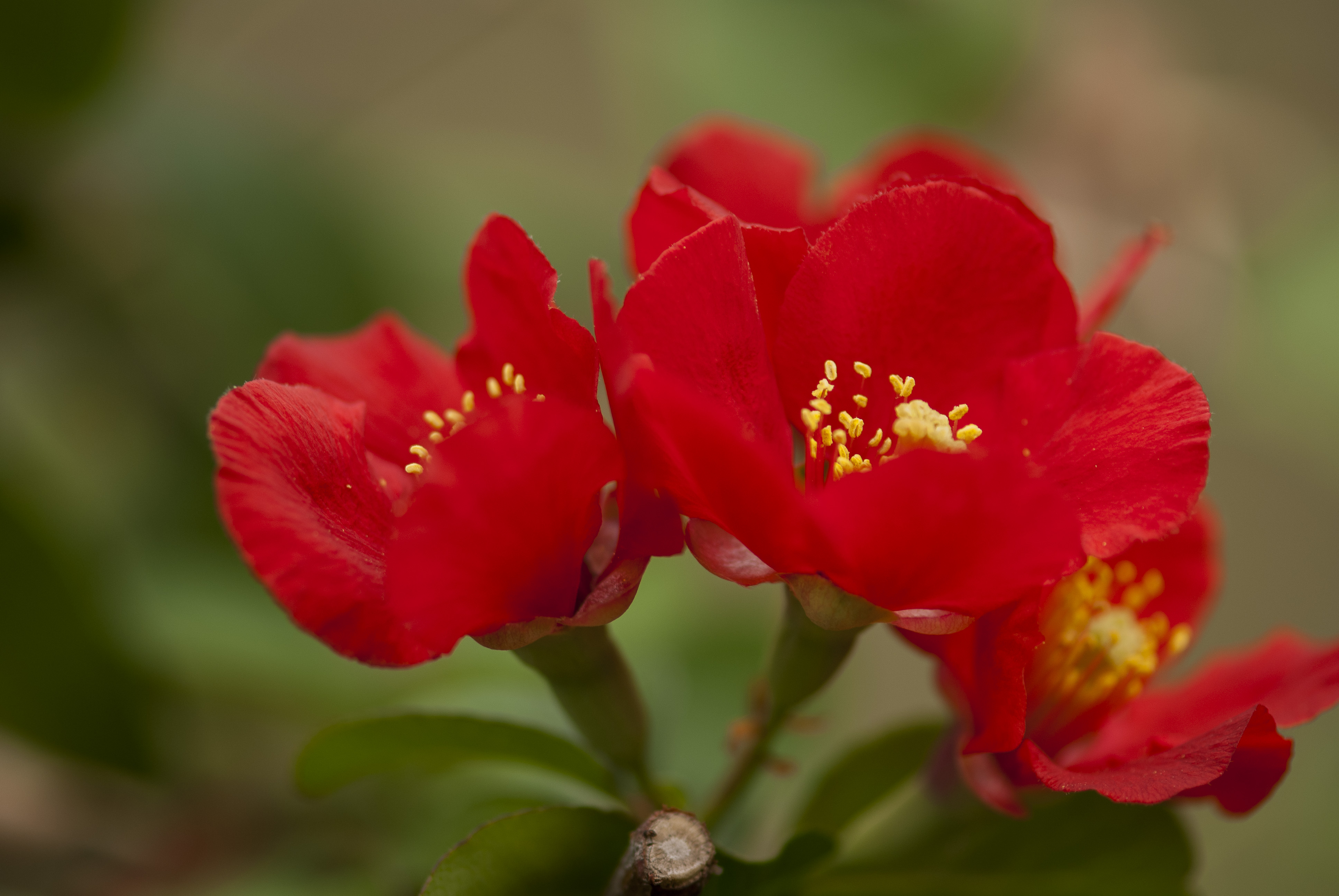 ���Ļ���