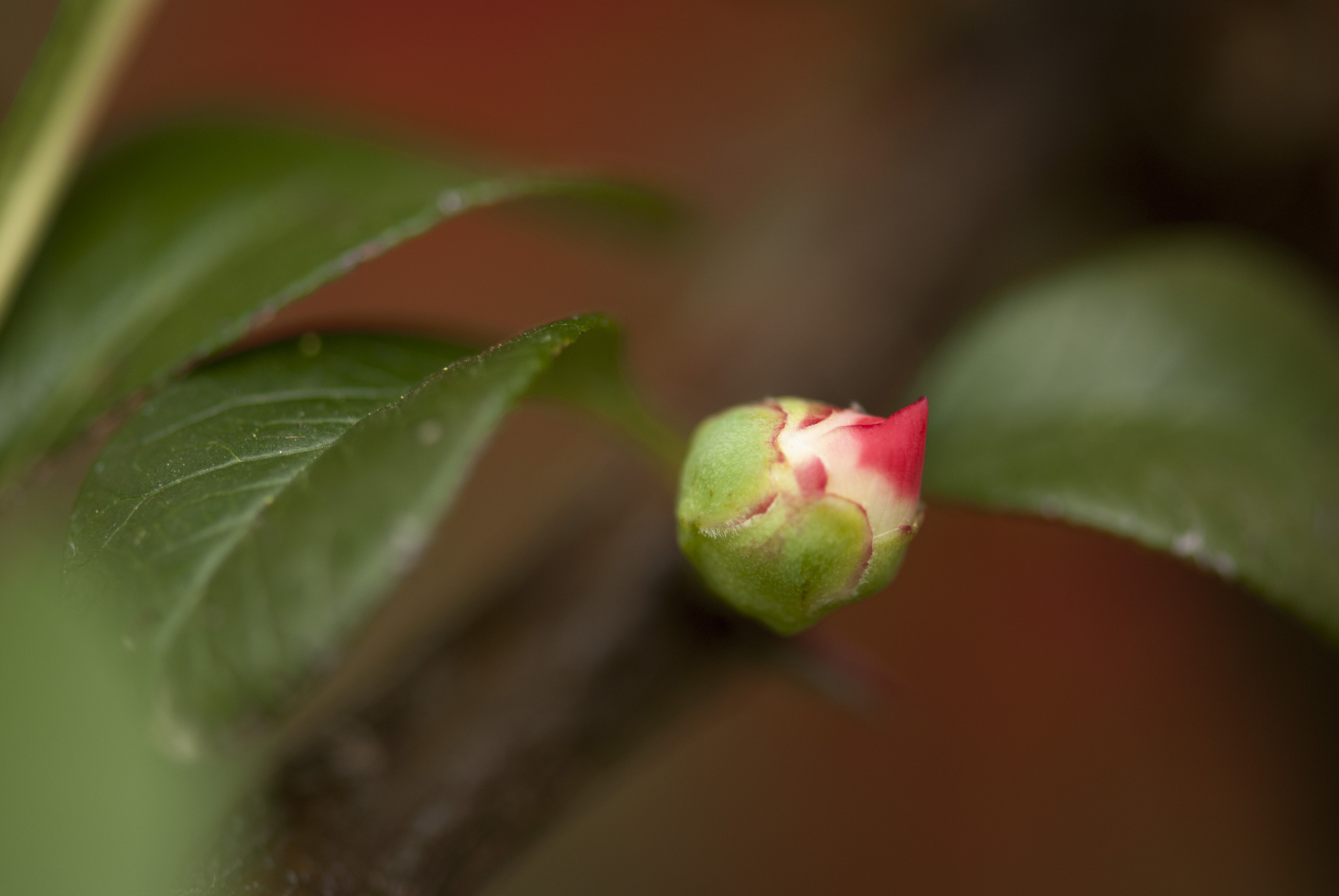 ���Ļ���