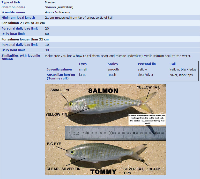 Fisheries  Salmon (Australian).jpg