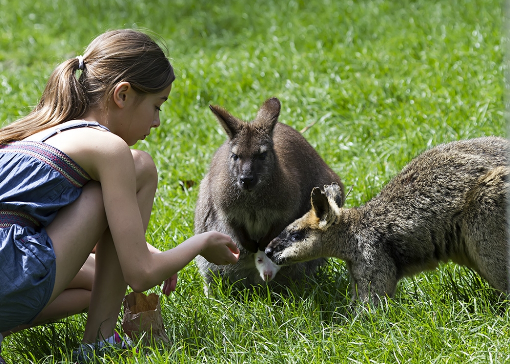 feeding-wallabies-web.jpg