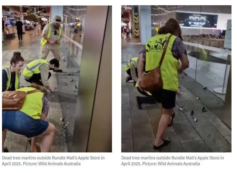 ���¶�����̬���⣬�����ľ�������Rundle Mall������Ϣ����-4.jpg