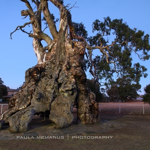 Herbig Family Tree--һйµ