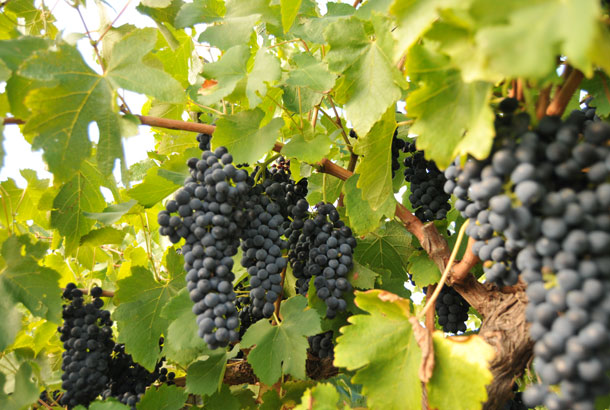 McLaren-Vale-Shiraz-Grapes.jpg