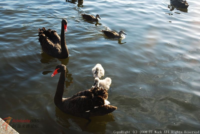 ��Ĵ�С�ġ���